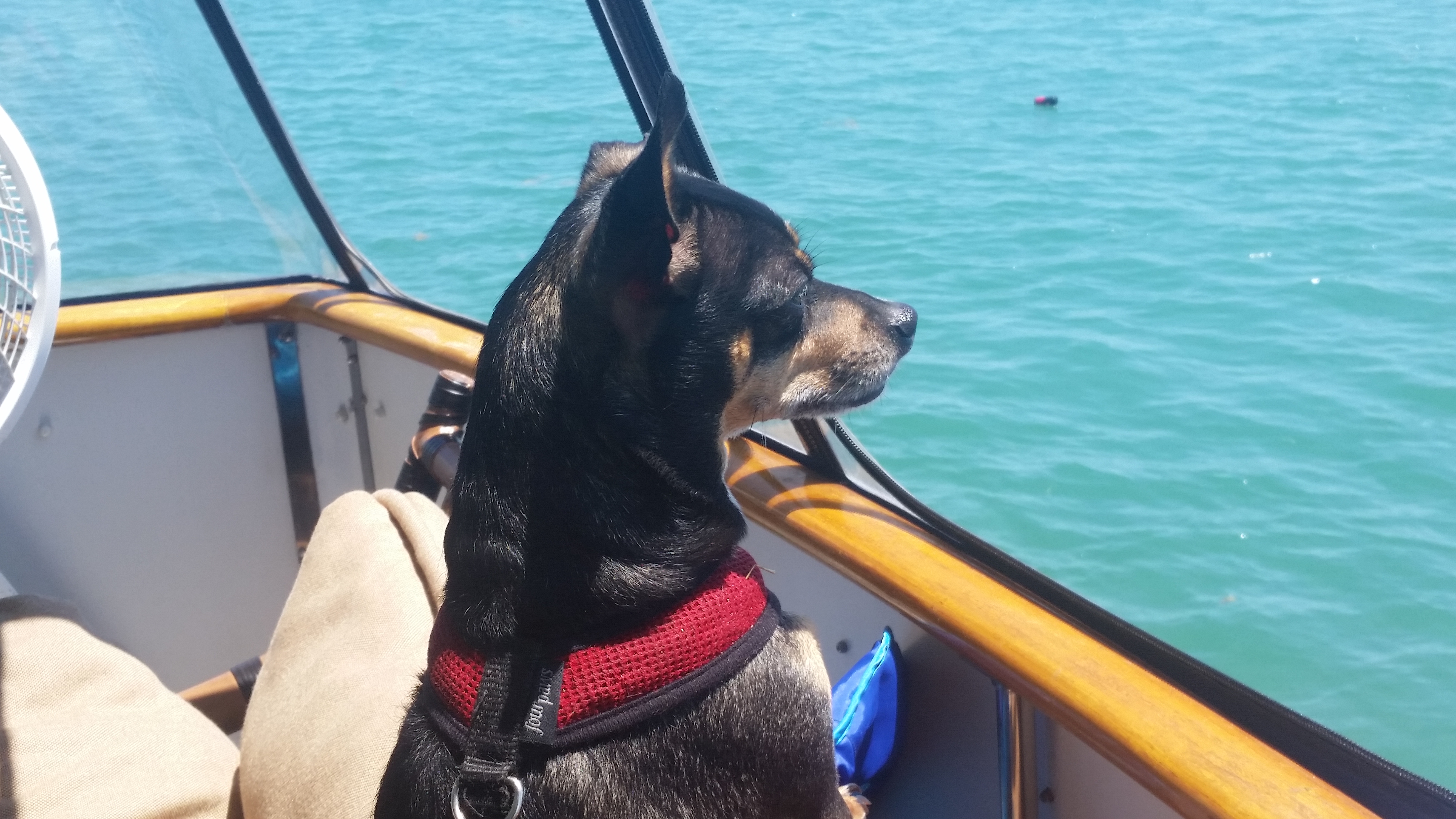 Perito the Boat Dog
